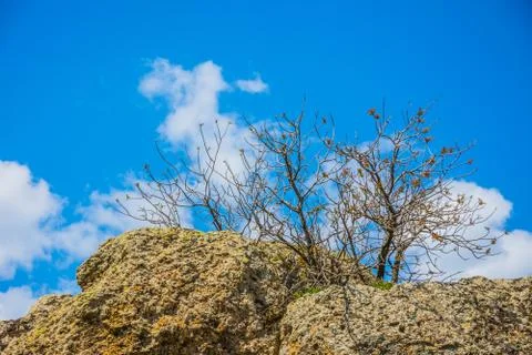 The tree from the Phrygian ruins Stock Photos