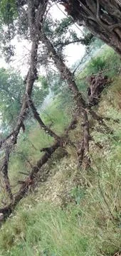 Tree pic 写真素材