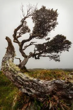 Tree on Pico Island in the Azores, Portugal taken in Summer 2021 Stock Photos
