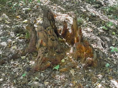 Tree piece, tree trunk, tree root, felling, tree stump, forest Stock Photos