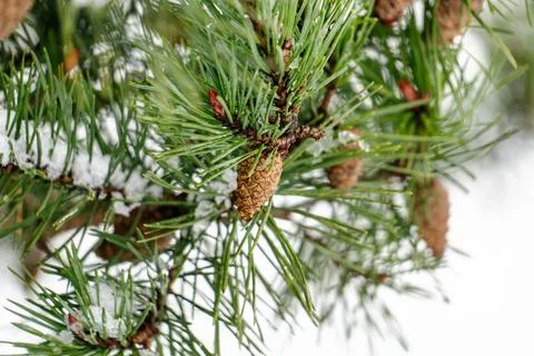 A tree with pine needles and cones Stock Photos