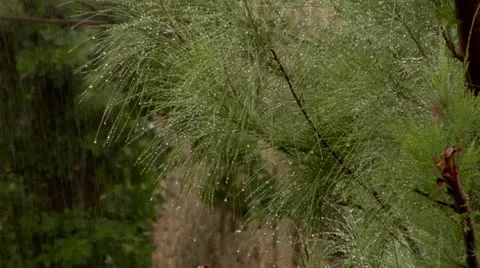 Tree with Pine Needles in Steady Rain  Stock Footage 22158045