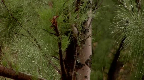 Tree with Pine Needles in Steady Rain Stock Footage 22158054