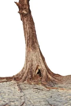 Tree of pine Stock Photos