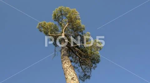 Tree pine pino arbol low angle sky cielo contrapicado brown nature Stock Photos