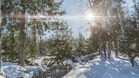 Tree pine spruce in magic forest winter with falling snow sunny day. Snow forest Stock Footage 144214868