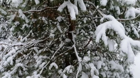 Tree | Pine tree | Christmas tree in the forest Stock Footage 100359978