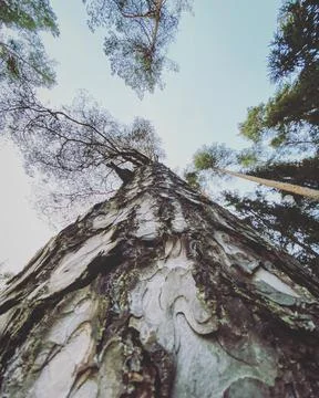 Tree pine trunk, view up to the blue sky and tree tops. Stock Photos