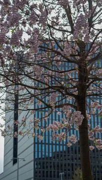 A tree with pink blossoms in front of a skyscraper in Zurich, Switzerland. Stock Photos