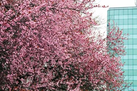 Tree with pink blossoms Stock Photos
