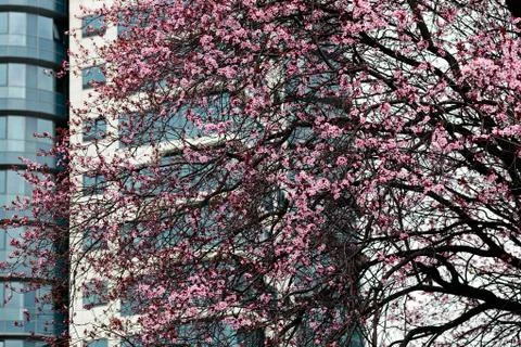 Tree with pink blossoms Stock Photos