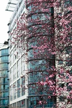 Tree with pink blossoms Stock-Fotos