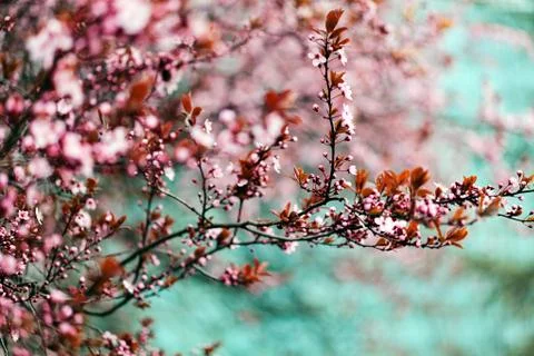 Tree with pink blossoms Stock Photos