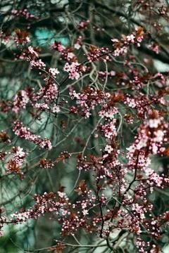 Tree with pink blossoms Stock Photos