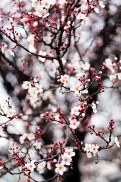 Tree with pink blossoms Stock Photos