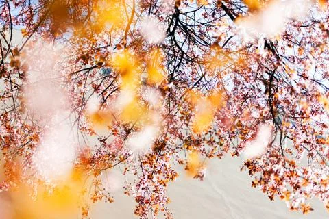 Tree with pink blossoms Stock Photos