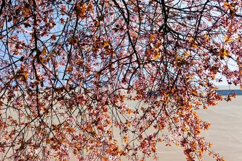 Tree with pink blossoms Stock-Fotos