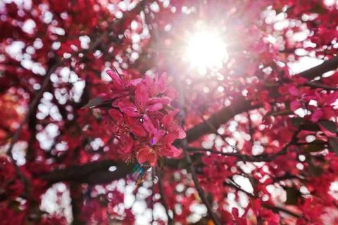 Tree with pink blossoms Stock Photos