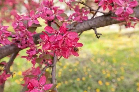 Tree with pink blossoms Stock Photos