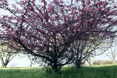 Tree with pink blossoms Stock Photos