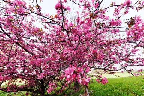 Tree with pink blossoms Stock Photos