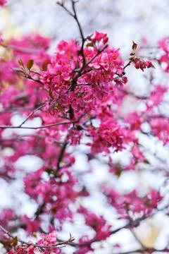 Tree with pink blossoms Stock Photos
