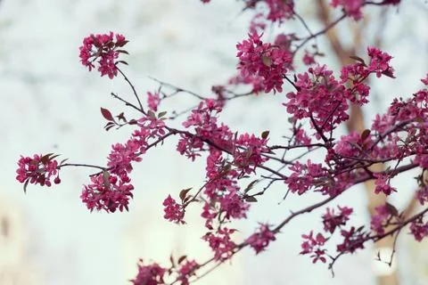 Tree with pink blossoms Stock Photos