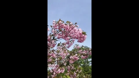 A tree with pink blossoms sways gently in the spring breeze against a clear.. Stock Footage 327363456