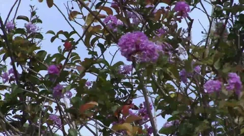Tree with pink flower blosssom blowing in the wind 스톡 동영상 52199031