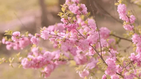 Tree with pink flowers 2 Stock Footage 107826435