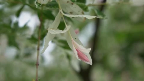 Tree with pink flowers 2 Stockbeeldmateriaal 231784880