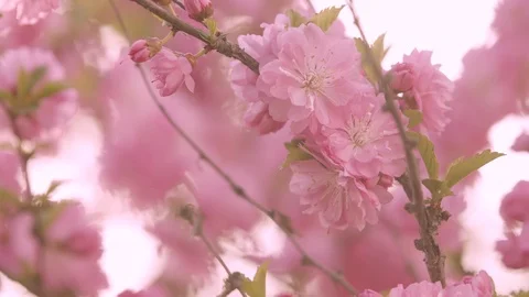 Tree with pink flowers 3 Stock Footage 107826502