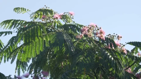 Tree with pink flowers. Stock Footage 95746052