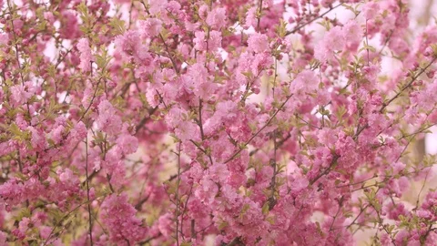 Tree with pink flowers Stock Footage 107826536