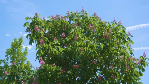 Tree With Pink Flowers Stock Footage 222051685