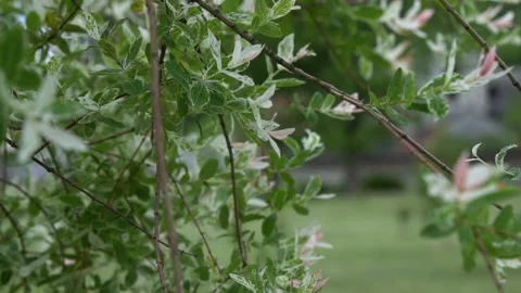 Tree with pink flowers Stock Footage 231784808