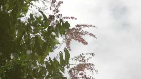 A tree with pink flowers is in the foreground Stock Footage 289316655