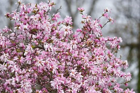 A tree with pink flowers is in the foreground Stock Photos