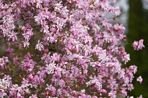 A tree with pink flowers is in the foreground Stock Photos