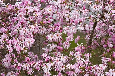 A tree with pink flowers is in the foreground Stock Photos