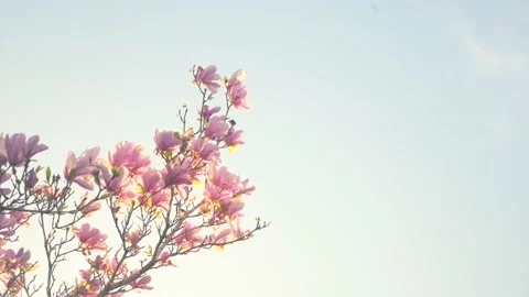 A tree with pink flowers in front of a blue sky Stock Footage 236853063
