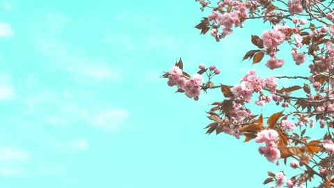 A tree with pink flowers is in front of a blue sky Stock Footage 313416748