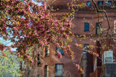 A tree with pink flowers is in front of a brick building Stock Photos