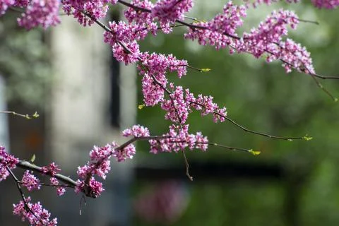 A tree with pink flowers is in front of a building Stock-Fotos