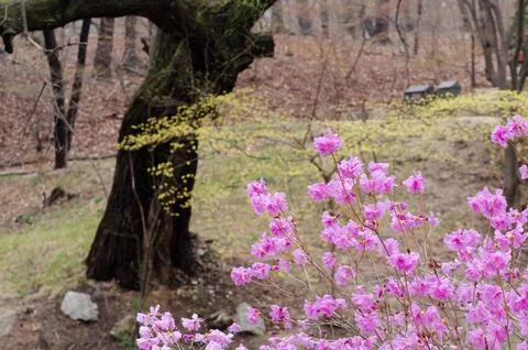 A tree with pink flowers is in front of a large tree Stock Photos