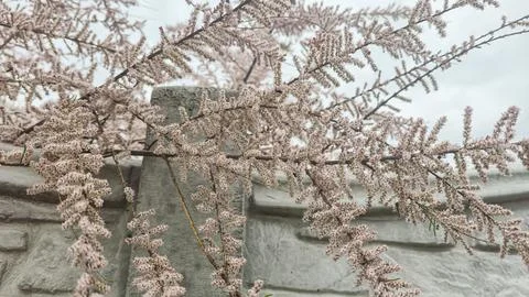 A tree with pink flowers on its branches. Ornamental plants. Summer cottage d 写真素材