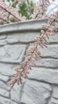 A tree with pink flowers on its branches. Ornamental plants. Summer cottage d 写真素材