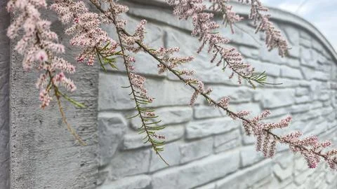 A tree with pink flowers on its branches. Ornamental plants. Summer cottage d 写真素材
