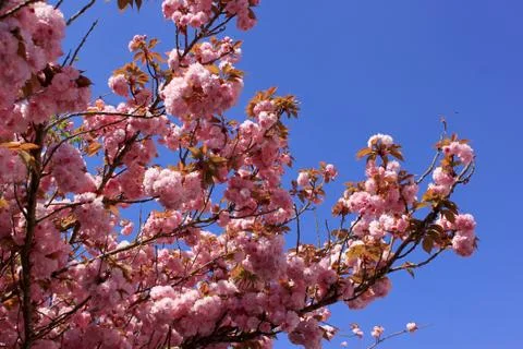 Tree with pink flowers Stock Photos