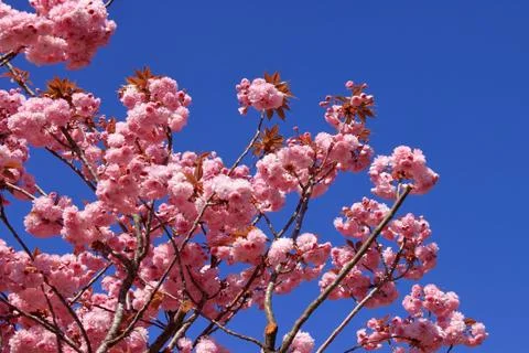 Tree with pink flowers Stock Photos